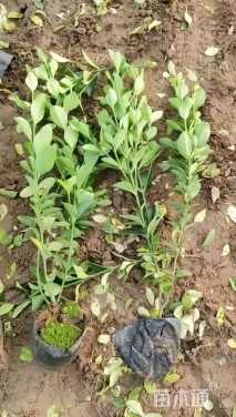 高度35厘米大叶黄杨