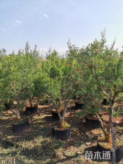 高度200厘米石榴