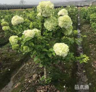 高度100厘米木绣球