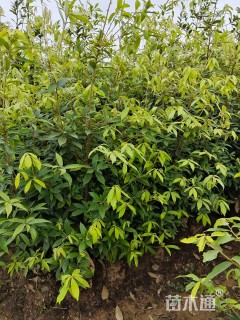 高度50厘米赤皮青冈