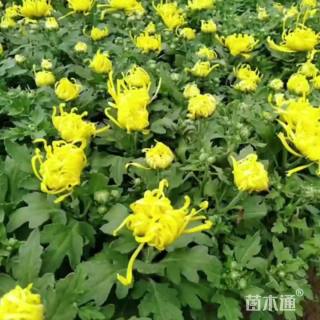 高度30厘米菊花