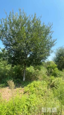 25公分朴树
