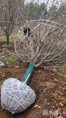 20公分绚丽海棠