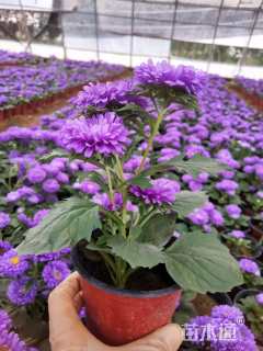 高度19厘米翠菊