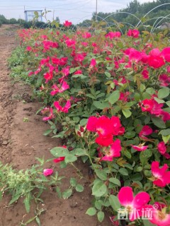 高度31厘米丰花月季