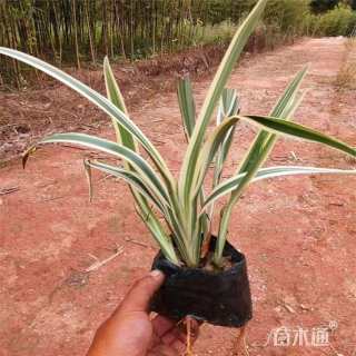 高度30厘米山菅兰