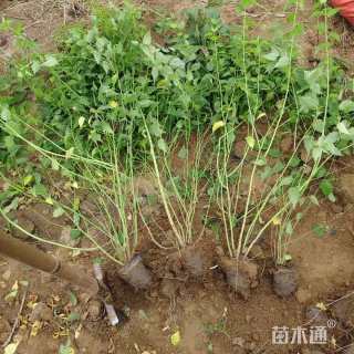 高度50厘米棣棠