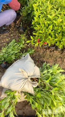 高度30厘米锦带花