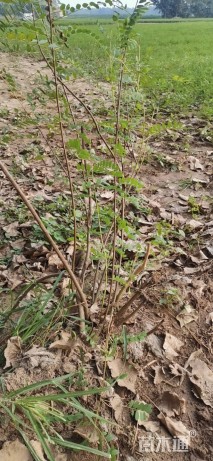 高度50厘米紫穗槐