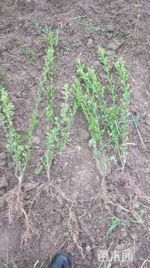 高度40厘米迎春花