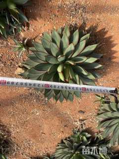 高度10厘米龙舌兰