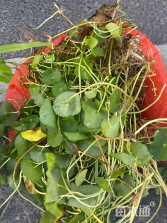 高度40厘米铜钱草