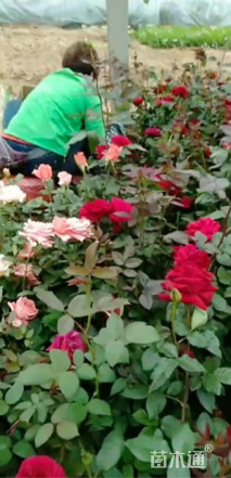 高度60厘米卡罗拉月季