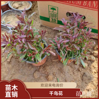 高度50厘米千鸟花