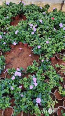 高度20厘米凤仙花