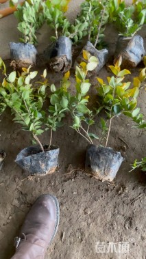 高度30厘米金森女贞