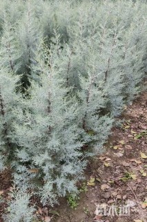 高度120厘米蓝冰柏