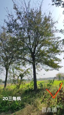 20公分三角枫