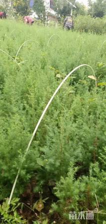 高度50厘米柏木