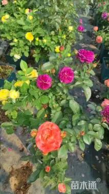 高度45厘米月季