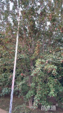 高度600厘米丛生茶条槭