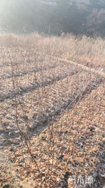 高度100厘米红枫小苗