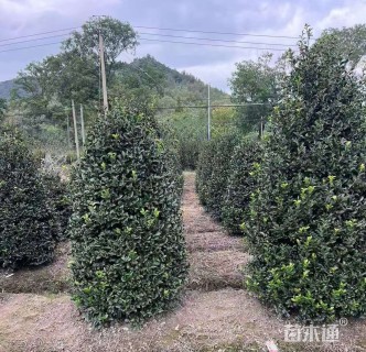 高度150厘米茶梅