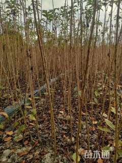 高度180厘米樱花小苗