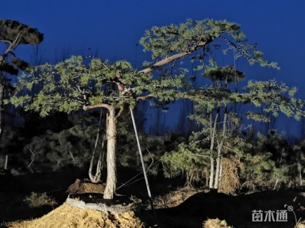 15公分造型松