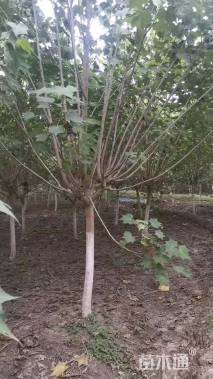 高度150厘米木芙蓉