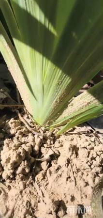 高度30厘米鸢尾