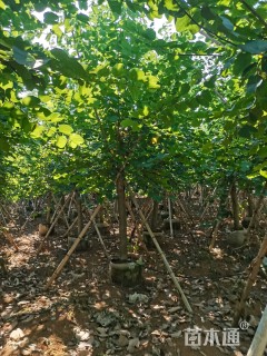 16公分红花羊蹄甲