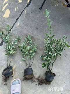 高度30厘米金边黄杨