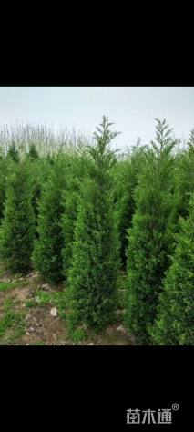 高度200厘米蜀桧