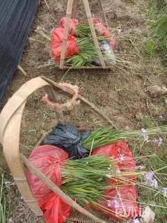 高度18厘米紫娇花