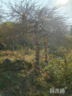 高度230厘米羽毛枫