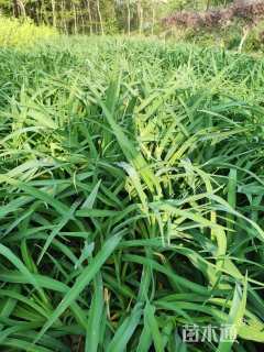 高度30厘米金娃娃萱草