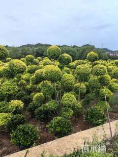 10公分造型亮晶女贞