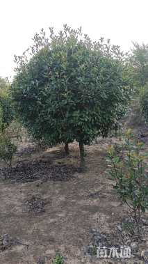 高度30厘米小叶黄杨