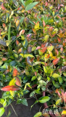 25厘米花叶络石