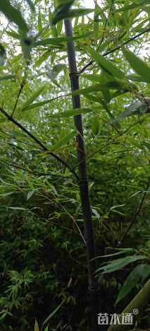 地栽苗斑竹
