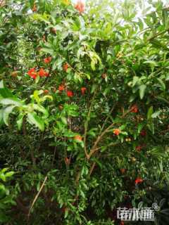 高度200厘米花石榴