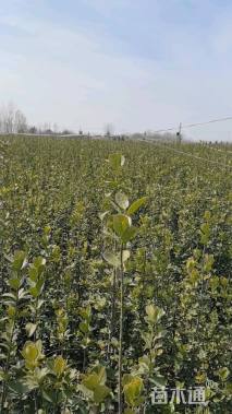 高度160厘米北海道黄杨