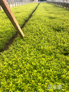 高度35厘米满天星