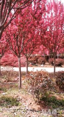 13公分绚丽海棠