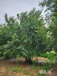 高度8000厘米丛生三角枫