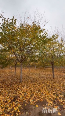 15公分染井吉野樱