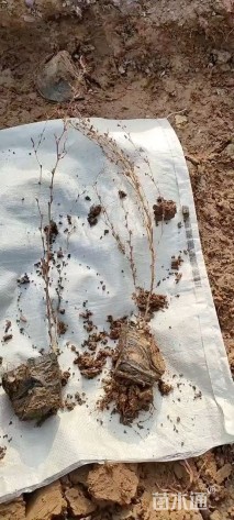 高度45厘米红叶小檗