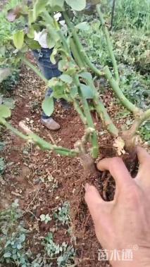 高度30厘米玫瑰