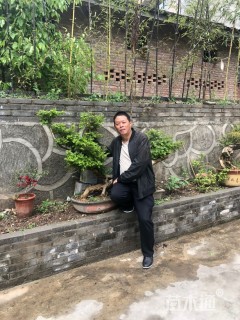 高度60厘米小叶黄杨